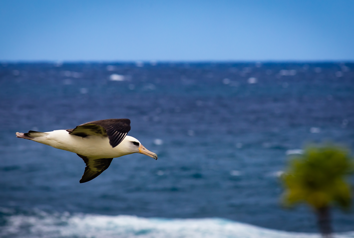 Photo of a native bird flying over ocean of Hawaii and across the Pacific region. 