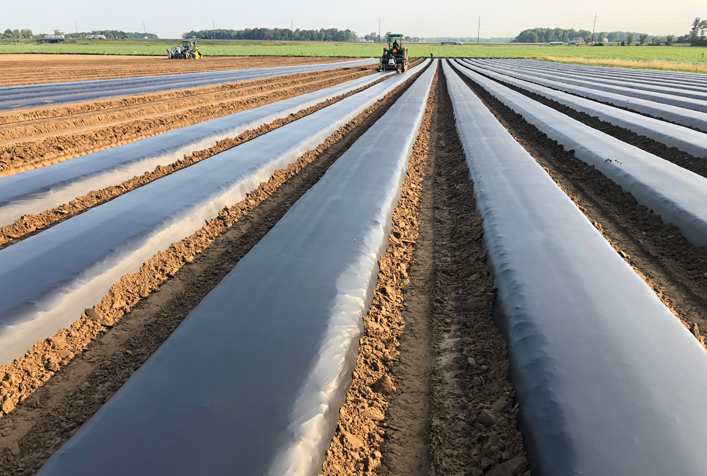 photo showing agriculture plastic rows covering planted crops