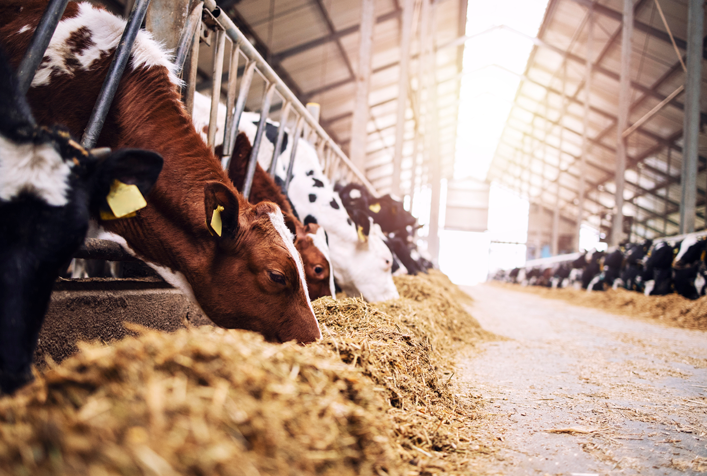 Photo of an animal feeding operation - A line of Cows feeding