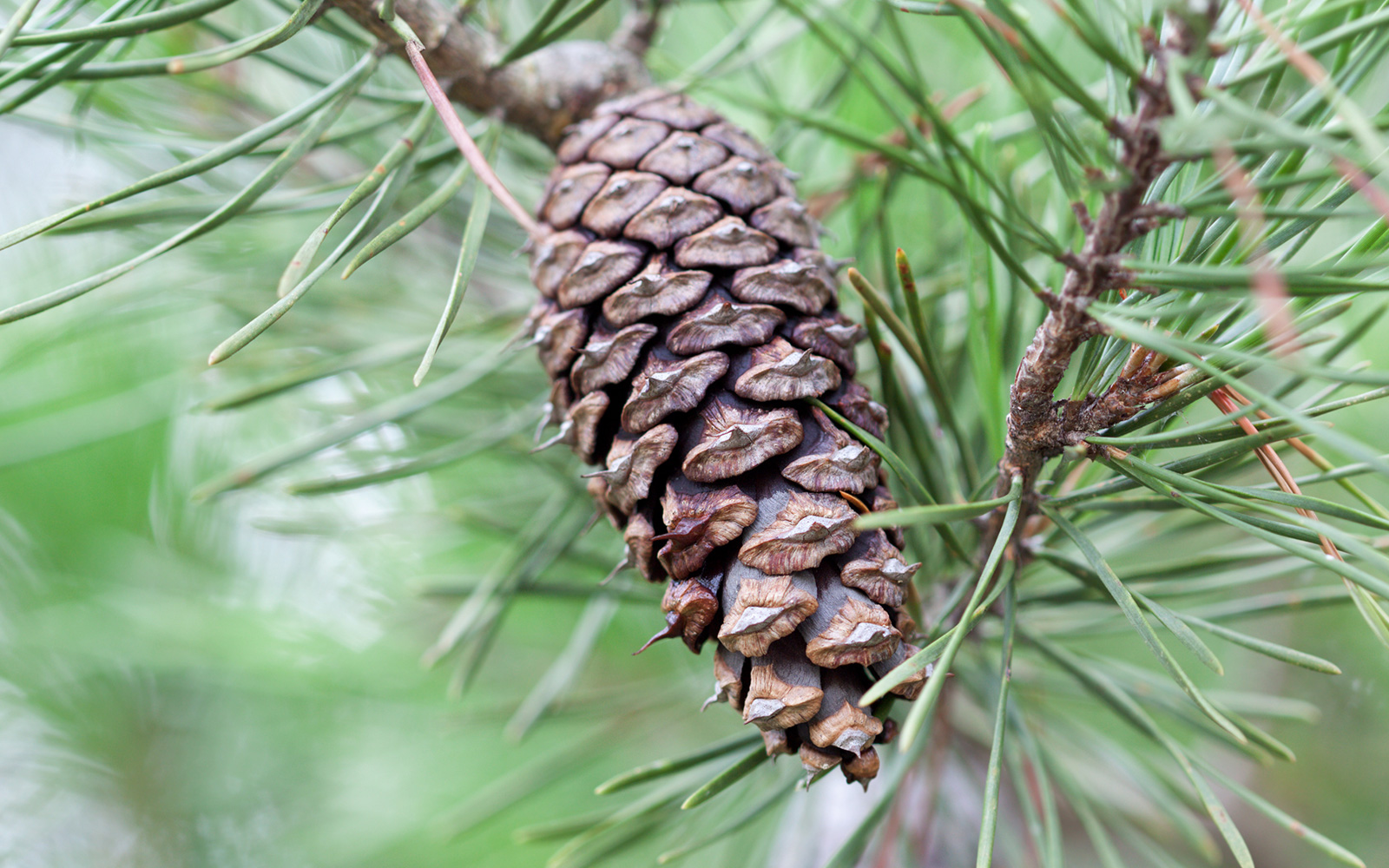 Close up view of pine cone hanging from a branch, surrounded by green pine needles