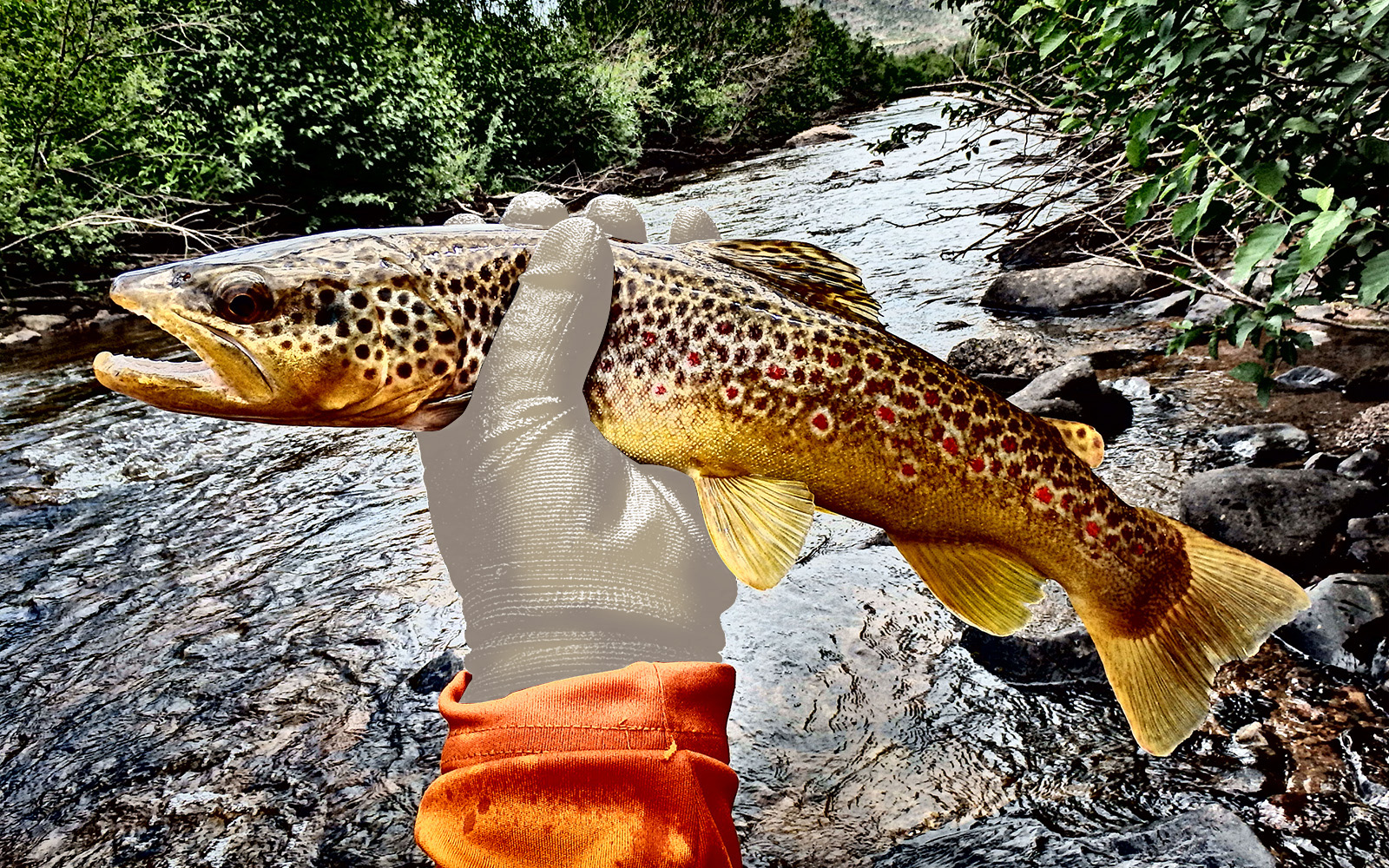 A gloved hand holds a live spotted fish caught from a stream in the background