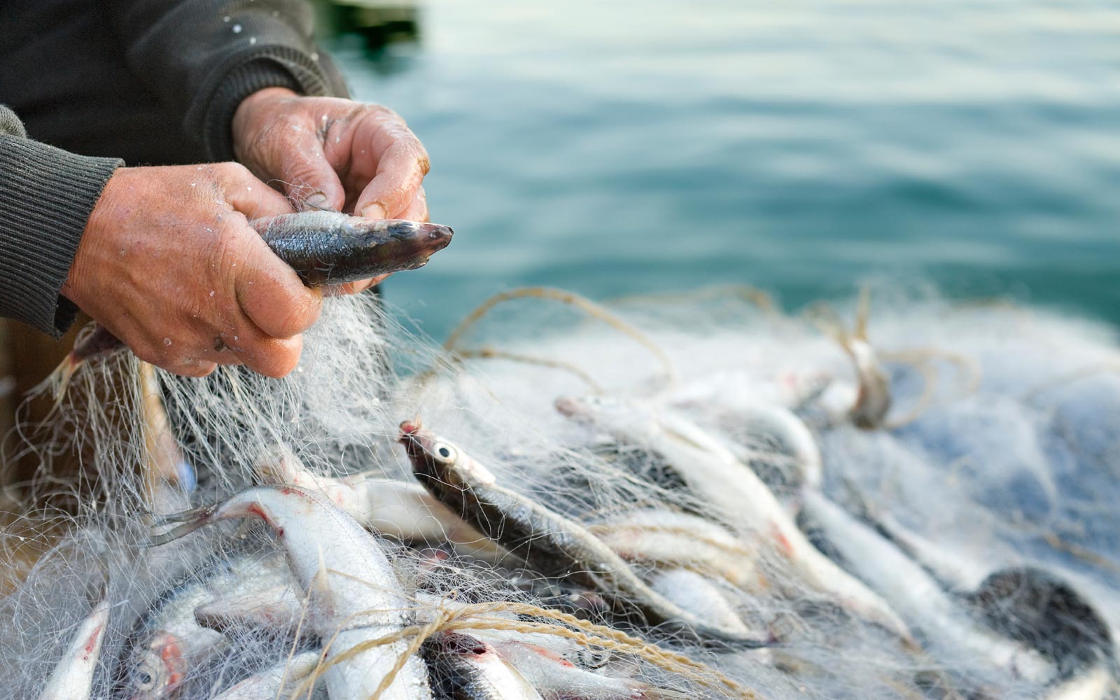 Close-up showing the hands of a person inspecting a netted ocean fish catch