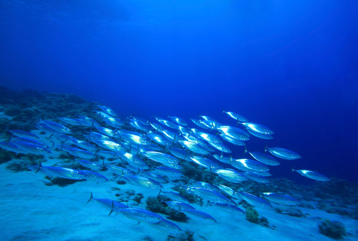 Photo of a school of silvery fish in a deep blue water